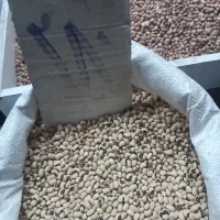 حبوبات