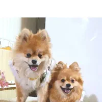 توله پامرین خرسی روباهی نر و ماده