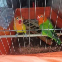 طوطی برزیلی