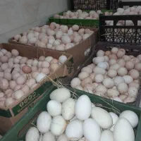 تخم مرغ اردک غاز محلی.