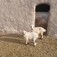 میش وبره