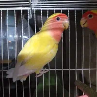 سلام دوجفت کوتوله صورت هلویی بالغ فروشی توافقی