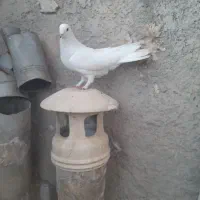 سفید نر پر