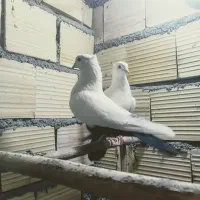 کفتر تک دم