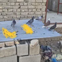 کبوتر