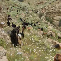 سالم بدون مریضی خاص