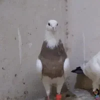 طوقی زرد نر بی کاکل مست