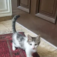واگذاری بچه گربه