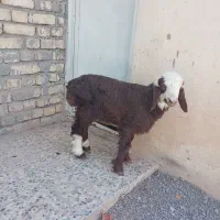 بره.زرین شهر