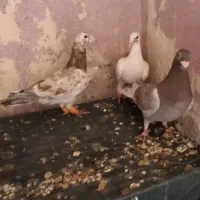 ۳تا نر