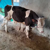 گوساله نر
