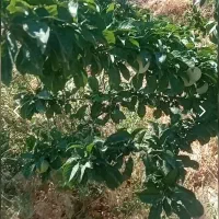 زمین-700-متری-بومهن-کرشت