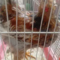 جوجه مرغ  6 ماهه استثنایی