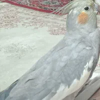 عروس هلندی گمشده در حوالی آخماقیه ابوذر