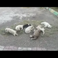 هاسکی