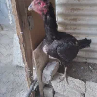 مرغ‌لاری‌