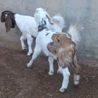 ۲راس کولار بزغاله پاکستانی موقعیت بردسکن