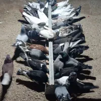فروش کبوتر ۴۰عدد