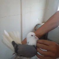 کفتر تیر ماهی