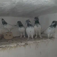 کفتر پرشی همه کاکلی پرپا بالا ۶ ساعت
