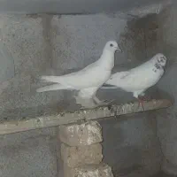 کبوتر