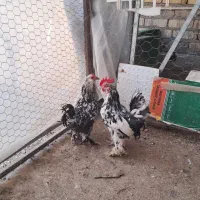 مرغ و خروس یوسل