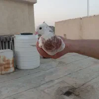 کفتر سرور کاکلی
