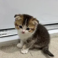 بچه گربه اسکاتیش