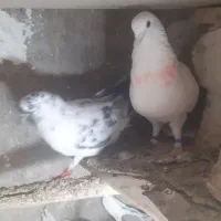 کفتر