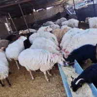 میش جوان،بره امسالی مناسب قربانی
