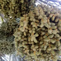 دلی نخل برحی وسعمران