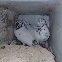 بیله کبوتر