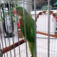 شاه طوطی