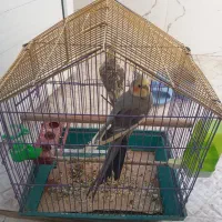 عروس هلندی 2 عدد