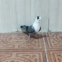 مخمل سبز