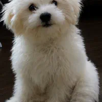 توله سگ ماده