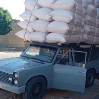 کاه گندم وجو