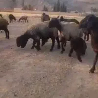 فروش ۴۵راس شیشک داشت