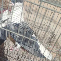 کبوتر یا پرنده
