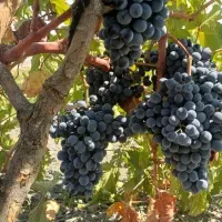 انگور دیم سردشت