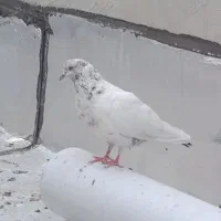 کبوتر کله برنجی پرشی