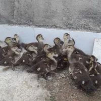 جوجه اردک خارجی۴۰روزه