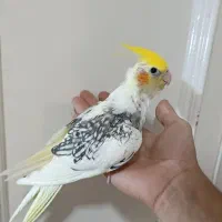 طوطی عروس هلندی دانخور و سرلاکی سخنگو و رام و دستی