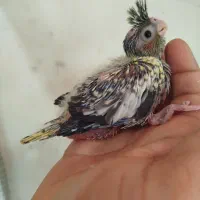 جوجه عروس هلندی سرلاکی