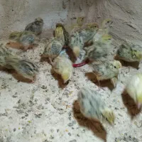 بلدرچین وایت ژاپنی