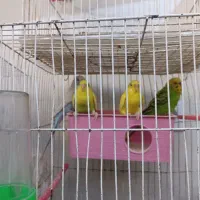 مرغ عشق دستی