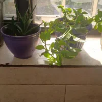 کمک به رهایی از عادت و وابستگی