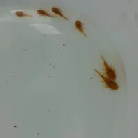 (لجنخوار)کت ال ۱۴۴ پوزه بوته ای سوپر ردباله کوتاه