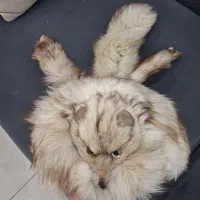 کلاه زیبا