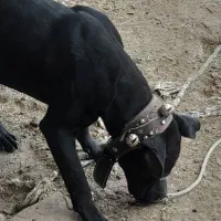 توله سگ کن کورسو